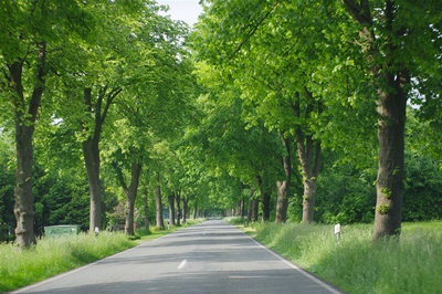 Alleendorf Hunteburg | Meyerhöfener Straße (c) NHB